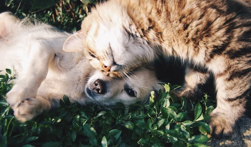 Different pet insurance plans available in El Paso